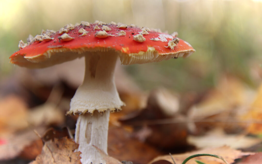 Foto: een vliegenzwam in het bos.